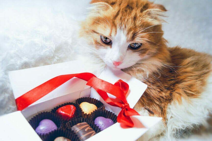 czy koty mogą jeść czekoladę