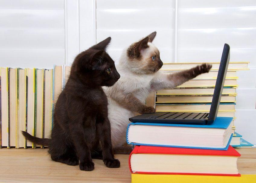 kot używa komputera