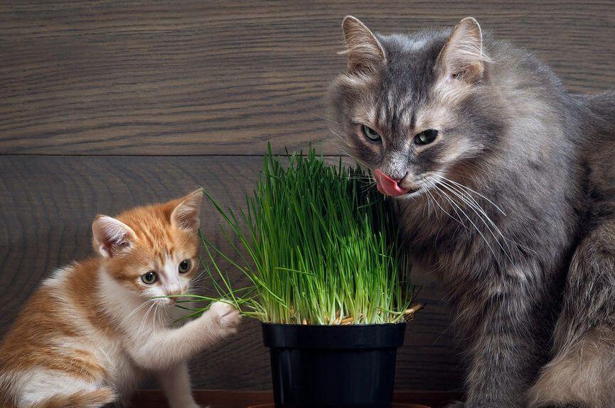 mały kociak i dorosły kot jedzą kocią trawkę