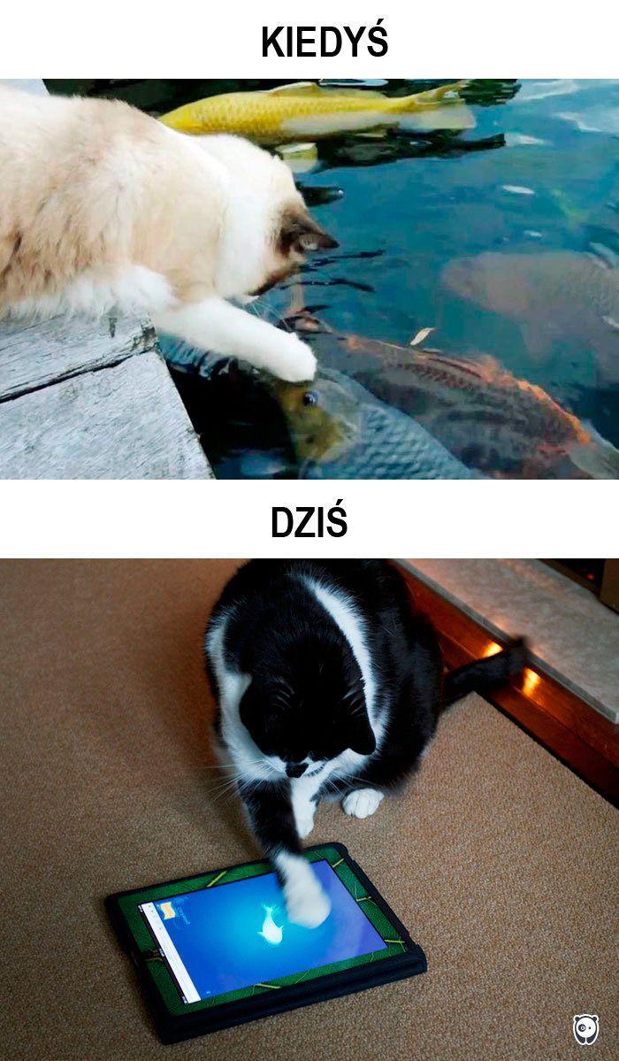 koty kiedyś i dziś