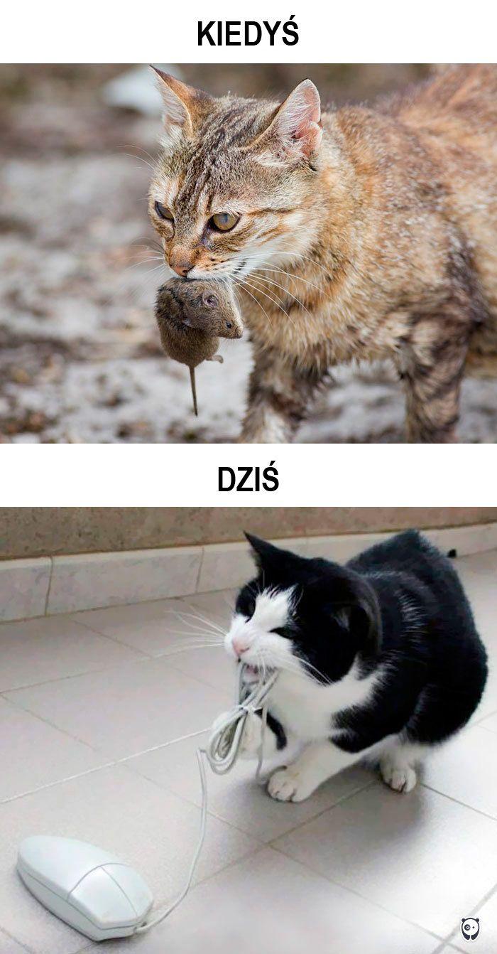 koty kiedyś i dziś
