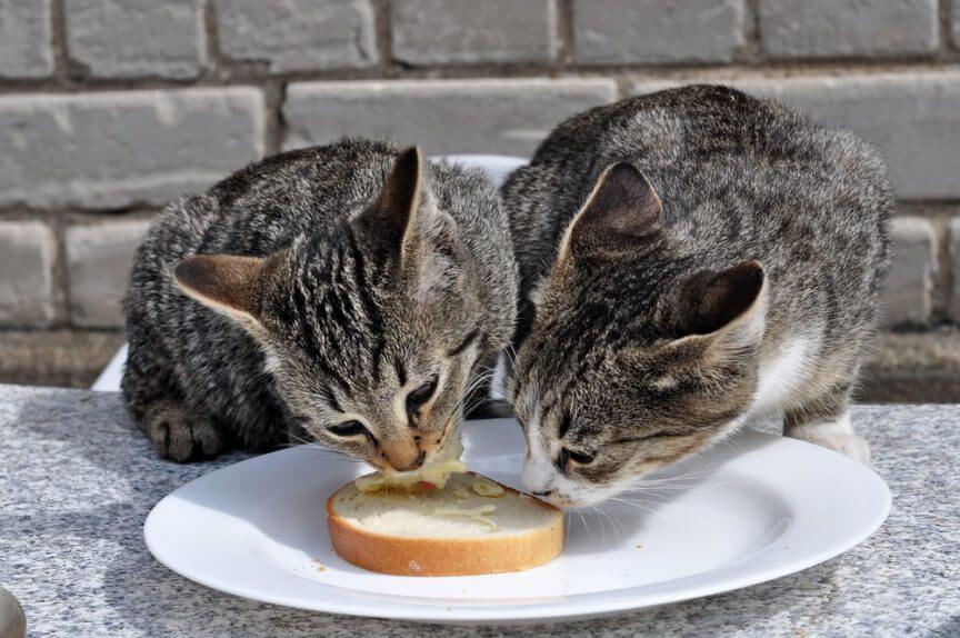 Dlaczego koty liżą masło