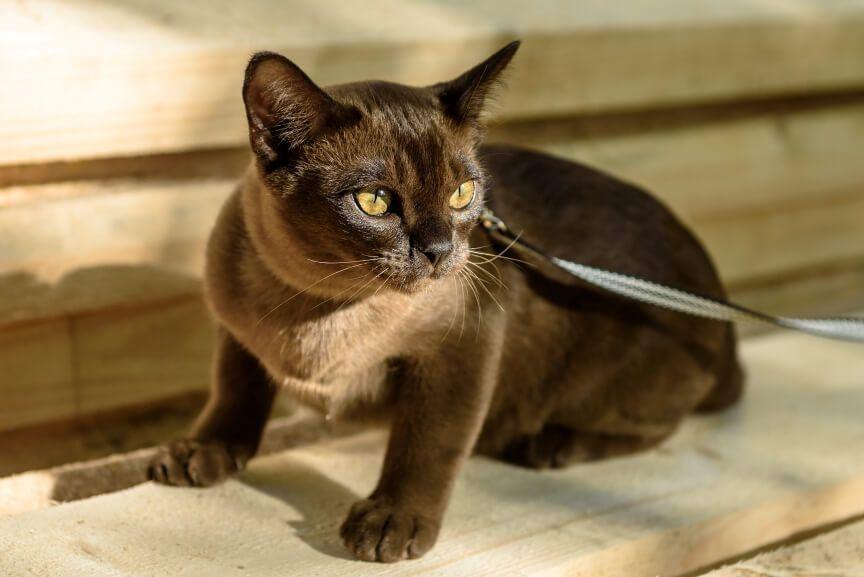 rasy kotów lubiące spacery burmski na smyczy