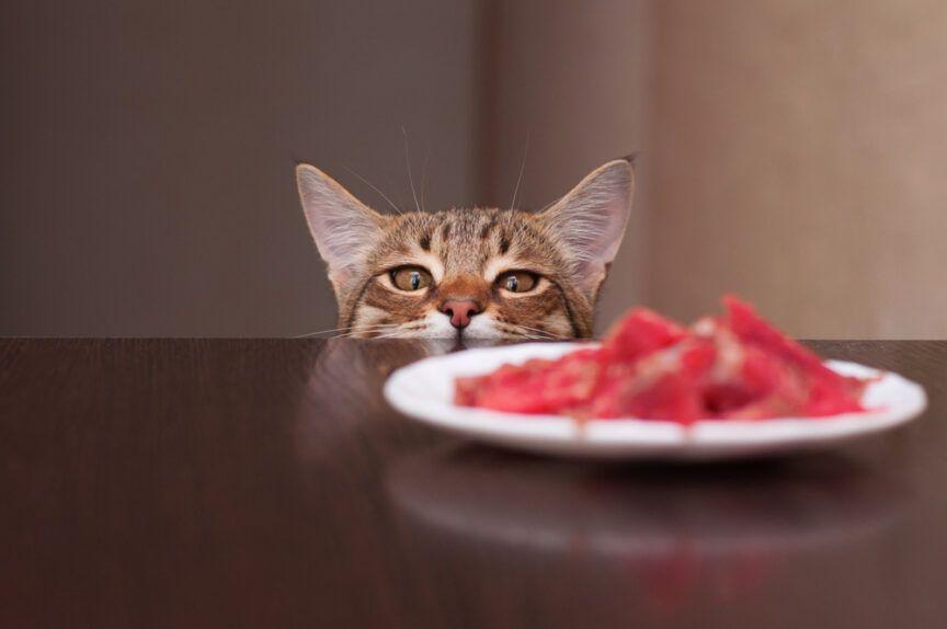 koty lubią zdobywać jedzenie