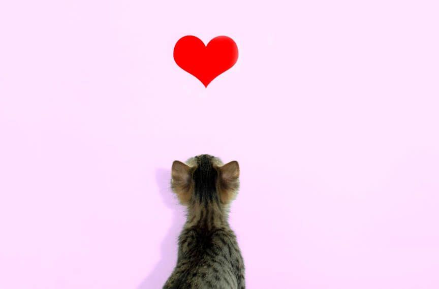 koty serce dla zwierząt