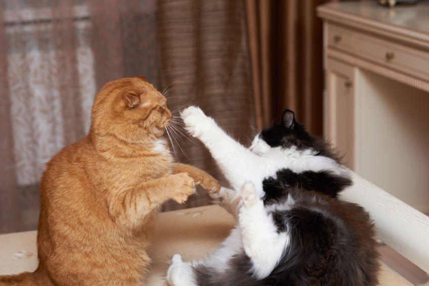 dlaczego koty się biją