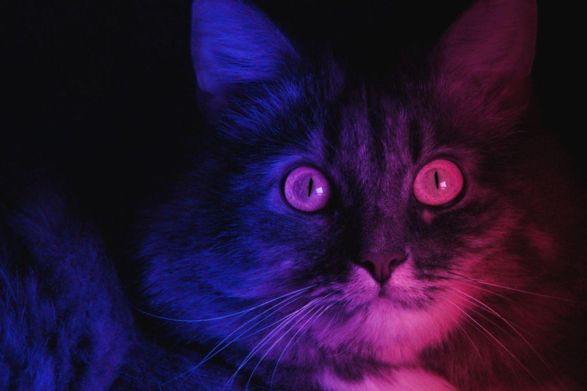 koty świecą w ciemności