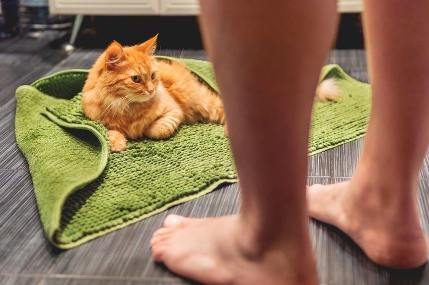 Koty w łazience - czemu tam za nami włażą?