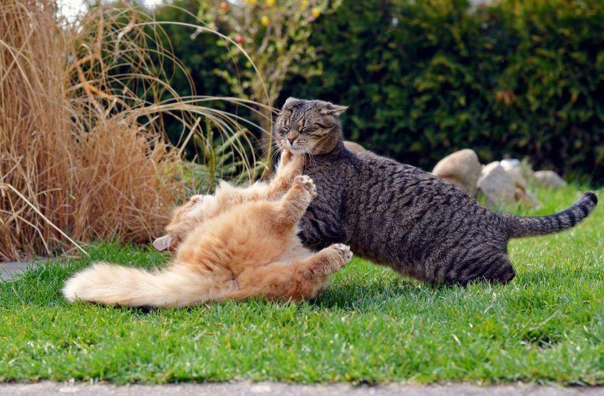 walczące koty