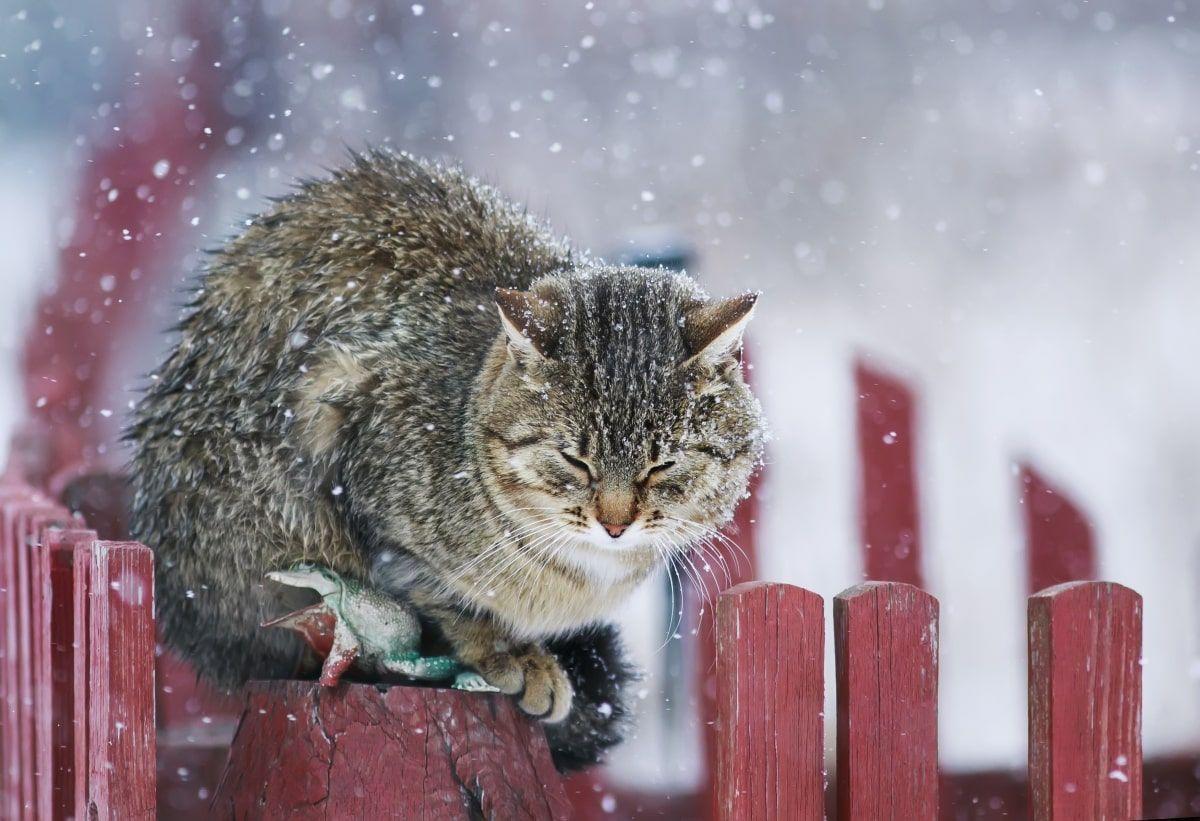 koty wolno żyjące zimą
