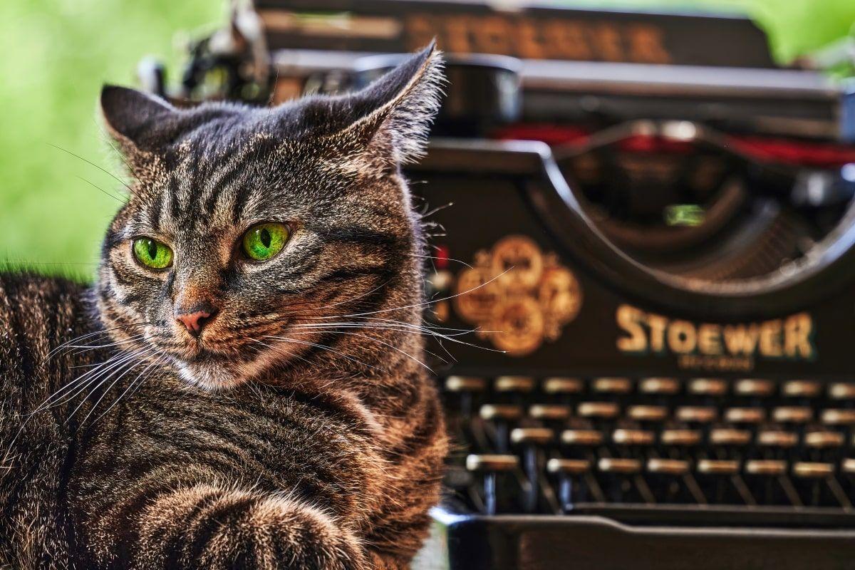 koty znanych pisarzy
