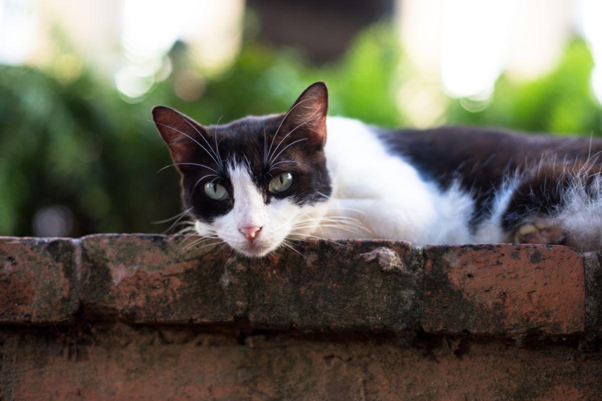 koty znikną z historycznej dzielnicy w Portoryko