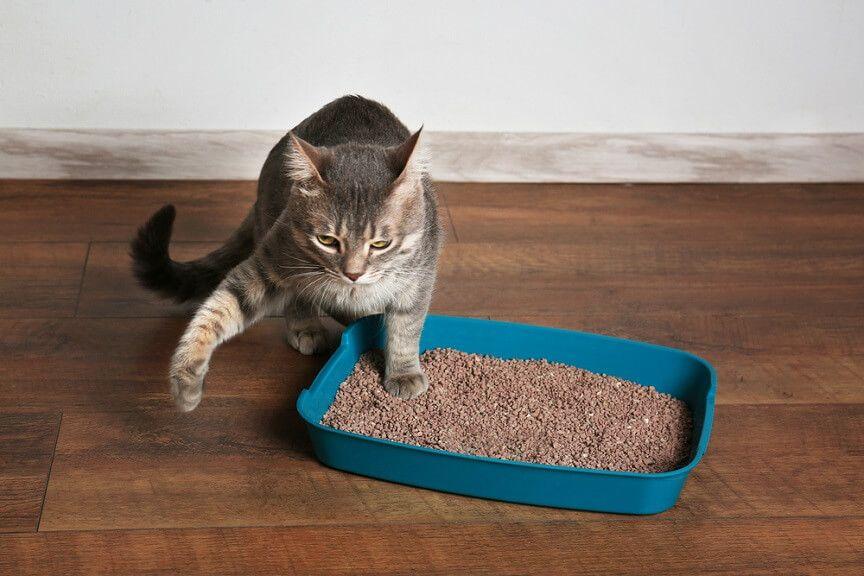 Kot wyrzuca z kuwety - dlaczego to robi i jak zaradzić?
