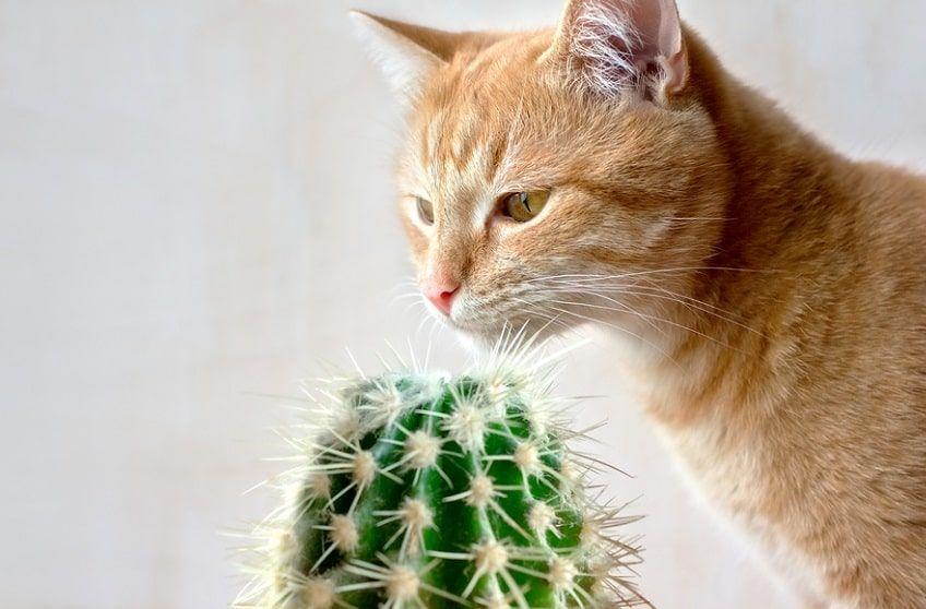 kwiaty bezpieczne dla kota kaktus-min.jpg