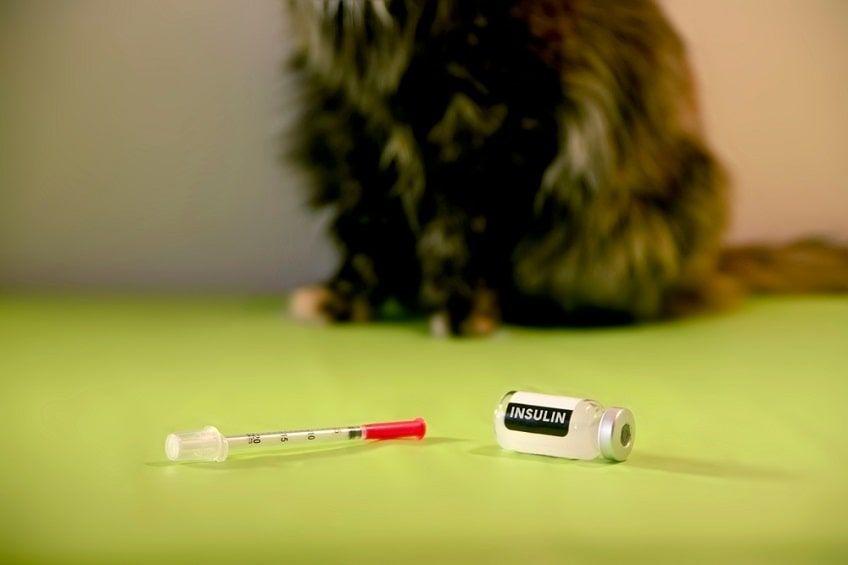 leczenie cukrzycy u kota-min.jpg