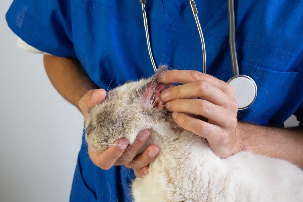 leczenie świerzbu usznego u kota