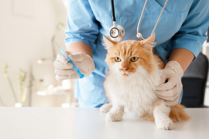 leczenie zapalenia trzustki u kota