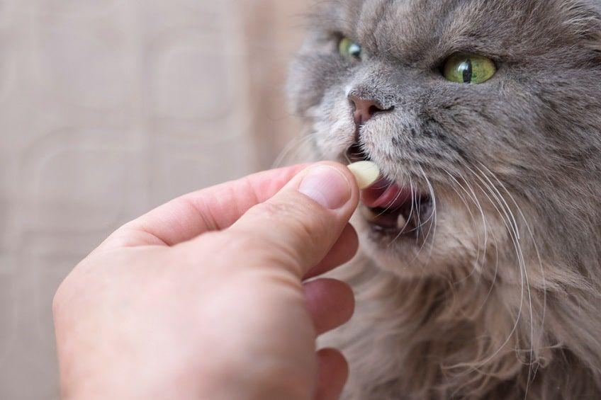leki na niedoczynność tarczycy u kota-min.jpg