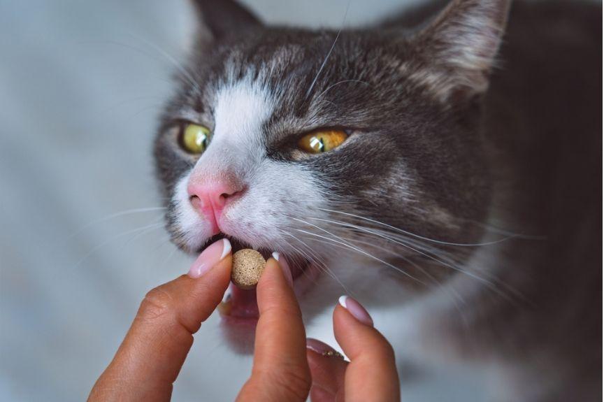 leki uspokajające dla kotów