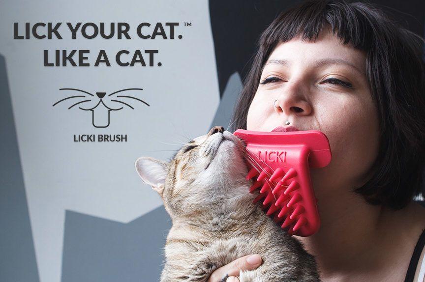 poliż swojego kota jak kot z licki brush
