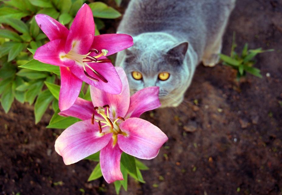 lilie niebezpieczne dla kotów trujące