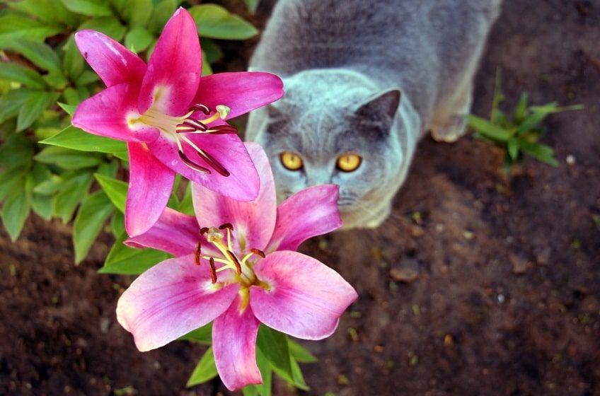 lilie trujące dla kota-min.jpg
