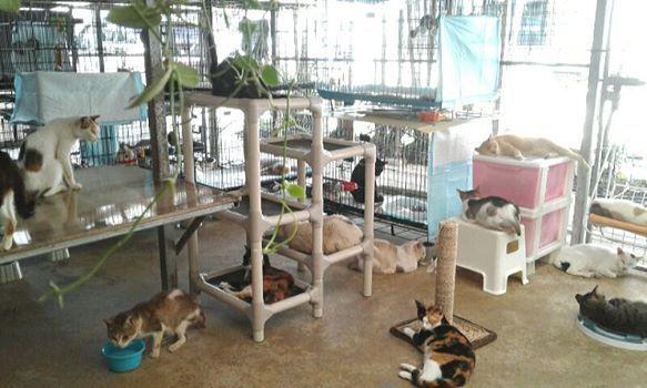 schronisko dla kotów w Singapurze Lily Low Shelter