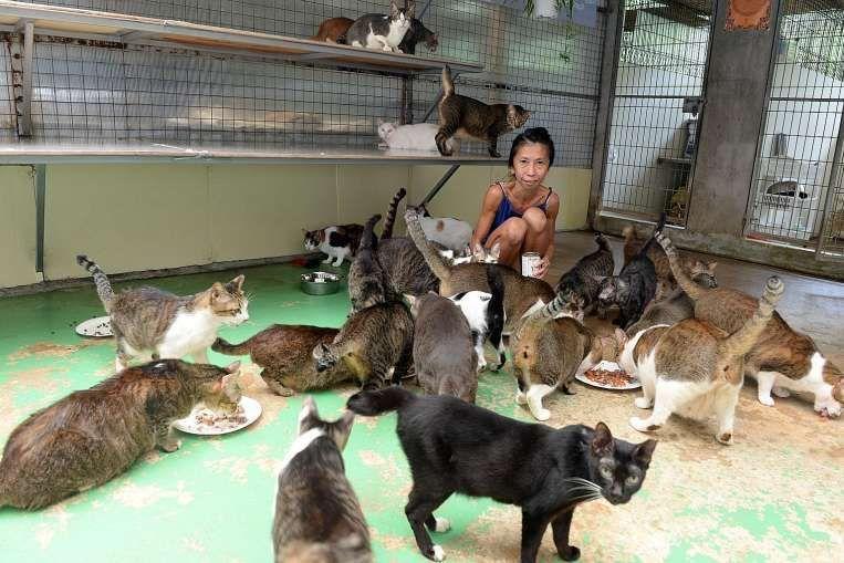 schronisko dla kotów w Singapurze Lily Low Shelter