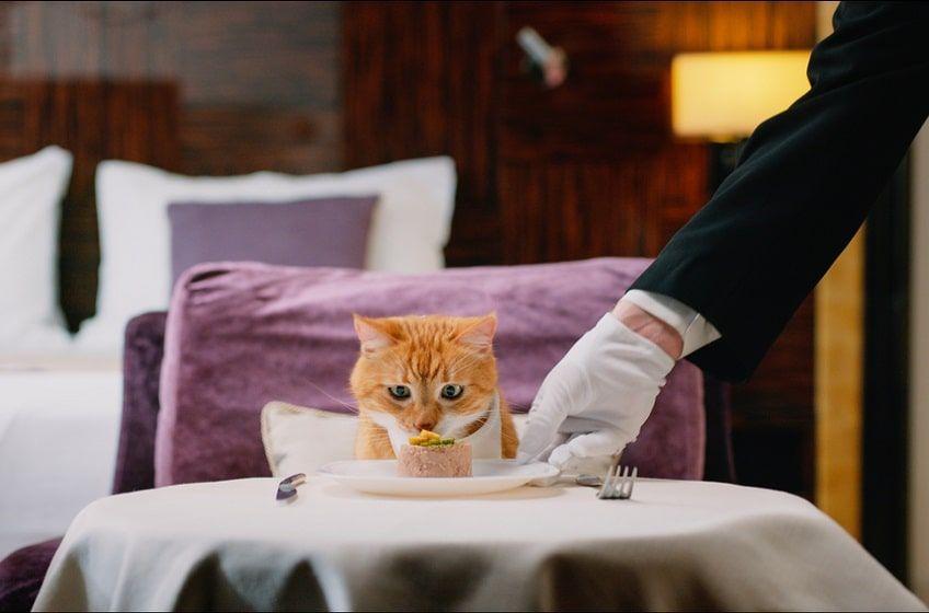 luksusowy hotel dla kota-min.jpg