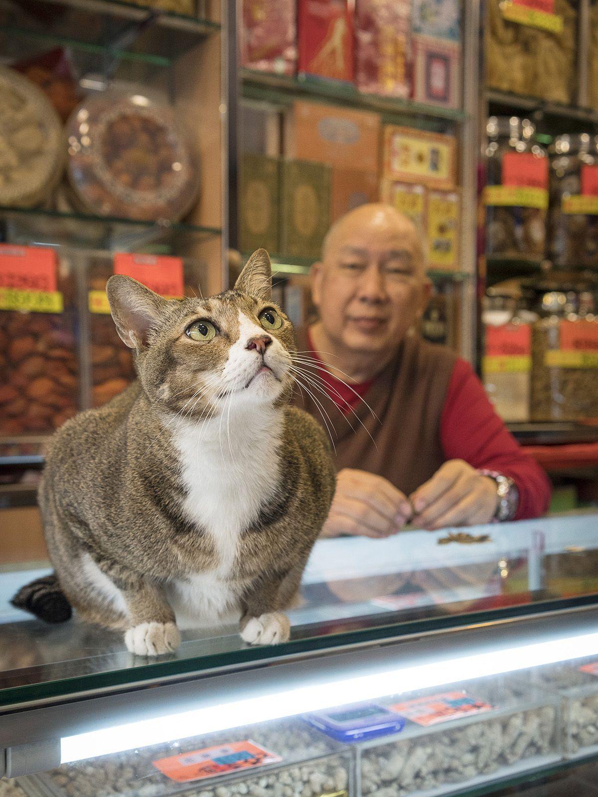 koty w sklepie w Hong Kongu