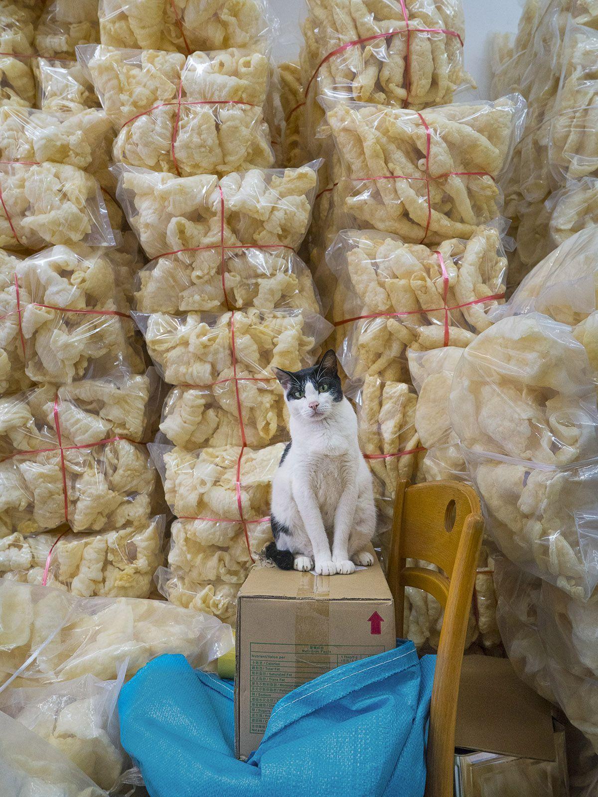 kot w sklepie w Hong Kongu