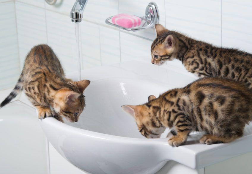 małe kotki bawią się w łazience