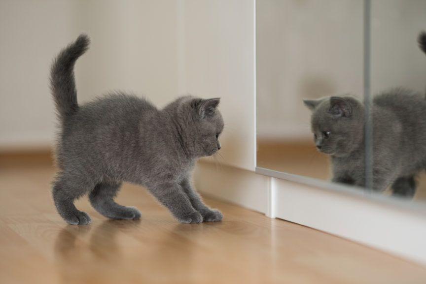 koty szaleją na widok swojego odbicia w lustrze
