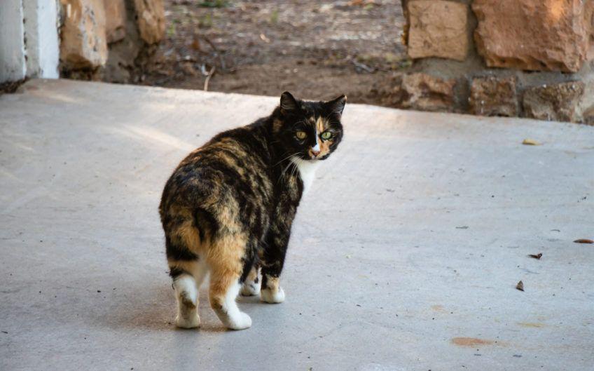 Szylkretowa kotka rasy manx stojąca tyłem