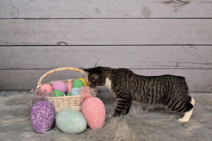 Kot manx zaglądający do koszyczka z jajami
