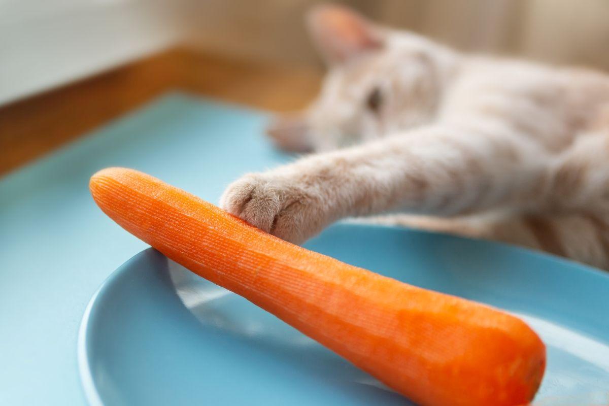 marchew dla kota czy koty mogą jeść marchewkę