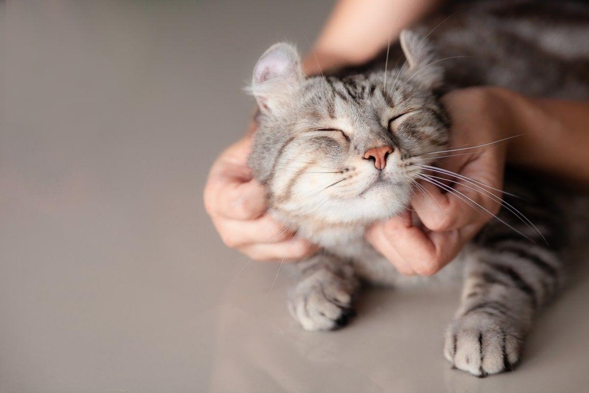 masaż relaksacyjny dla kota
