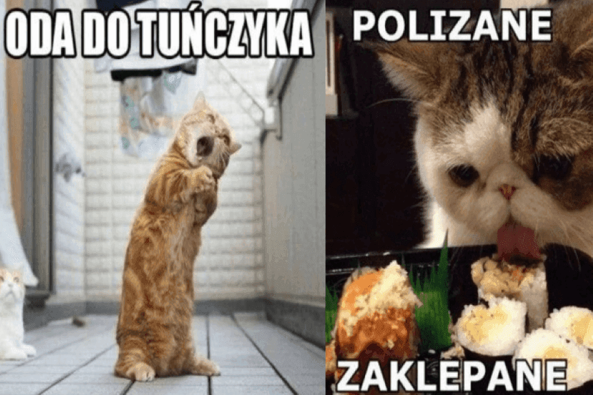 najlepsze memy o kotach