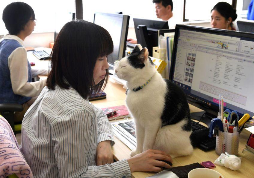 Kot w japońskiej firmie