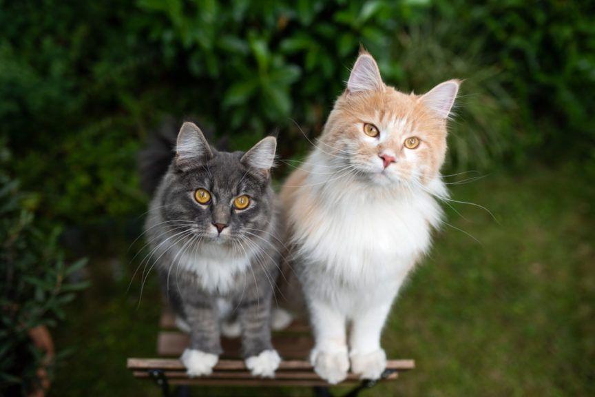 koty stają na dwóch łapach