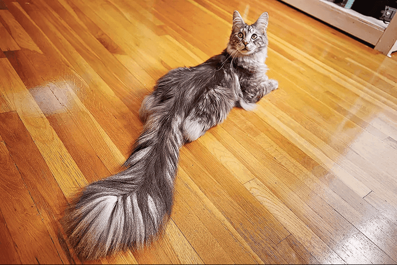 kot maine coon z najdłuższym ogonem na świecie
