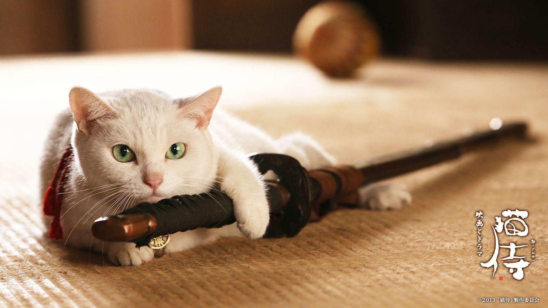 biały kot z mieczem samuraja neko zamurai
