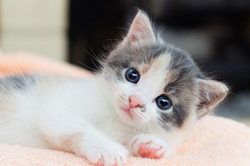 niebieskie oczy u kota-min.jpg