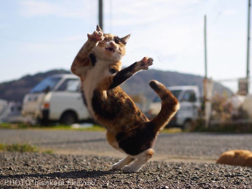 kot w ruchu