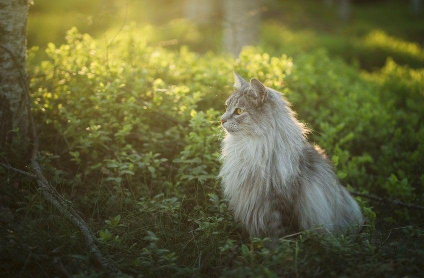 norweski kot leśny największe koty domowe
