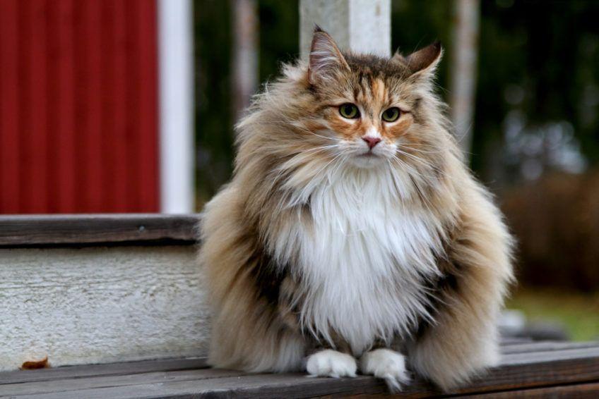 piękny kot norweski