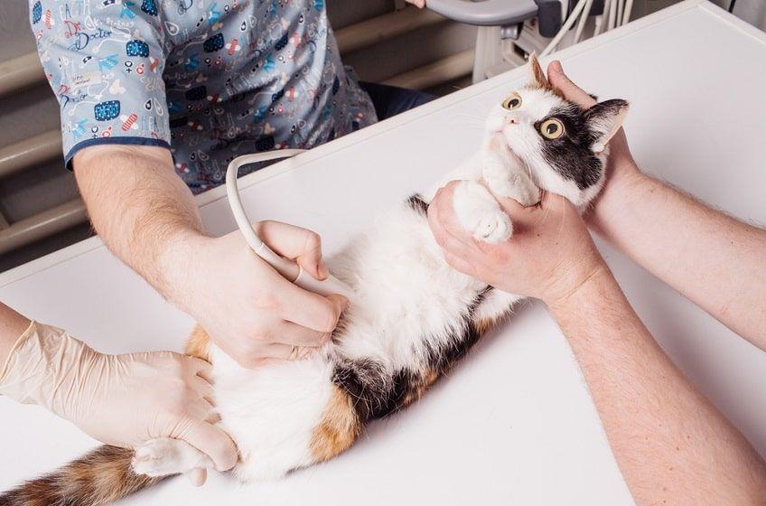 objawy ciąży u kota