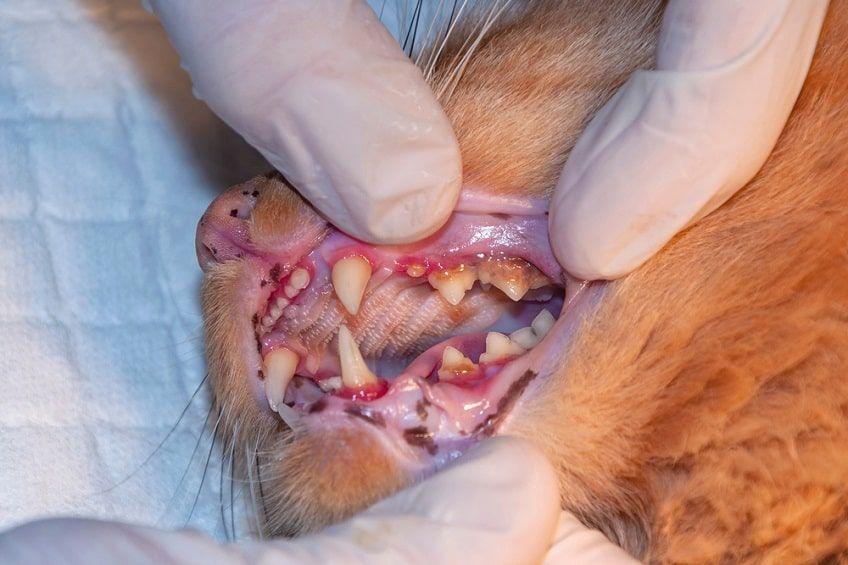 objawy zapalenia dziąseł u kota