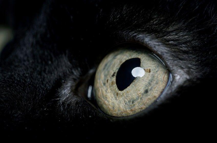 oczy kota-min.jpg