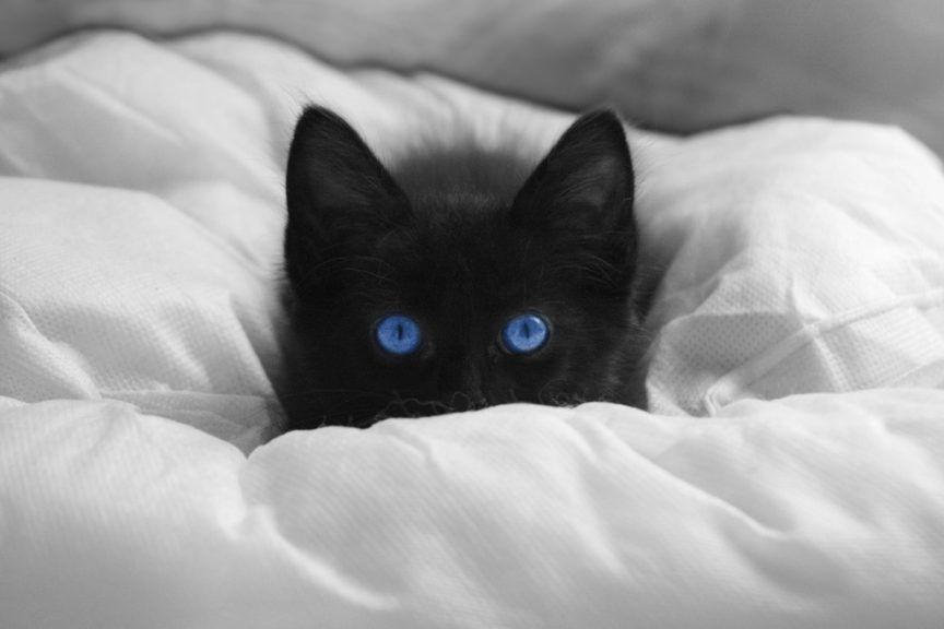czarny ojos azules